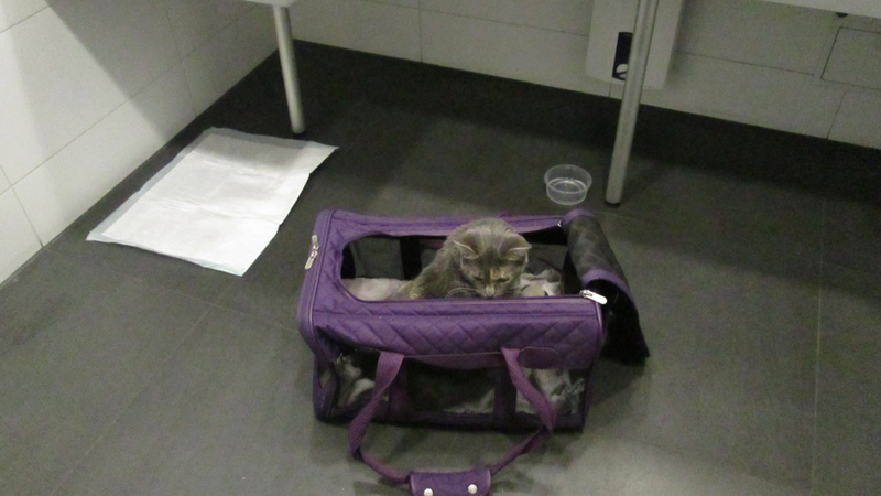 Illustration for article titled How to Fly Overseas With a Jerk Cat